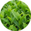 Green Tea Extract